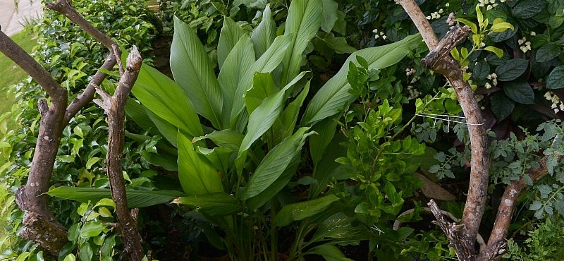 Del patio a la mesa - Noticia - El Nuevo Día Construcción