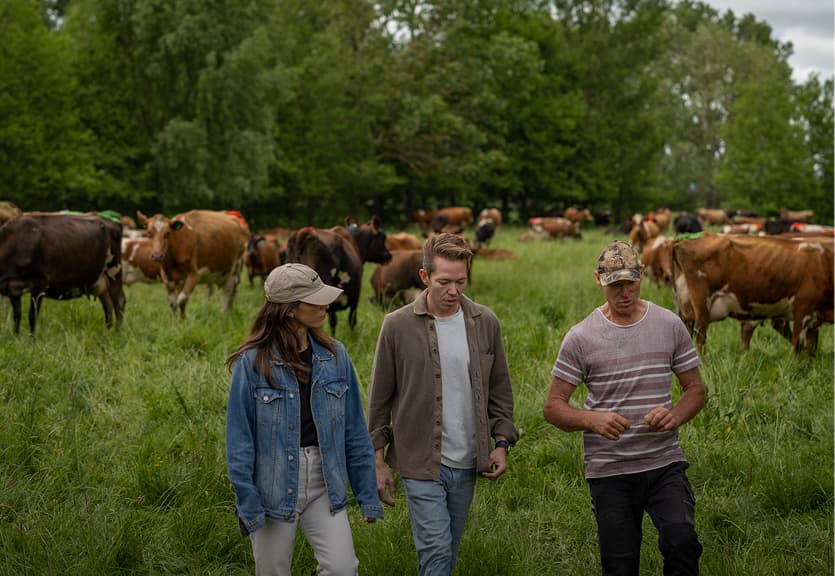 Three people walking through a pasture surrounded by a herd of grazing dairy cows