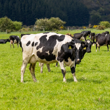 Grass-Fed, Pasture-Raised