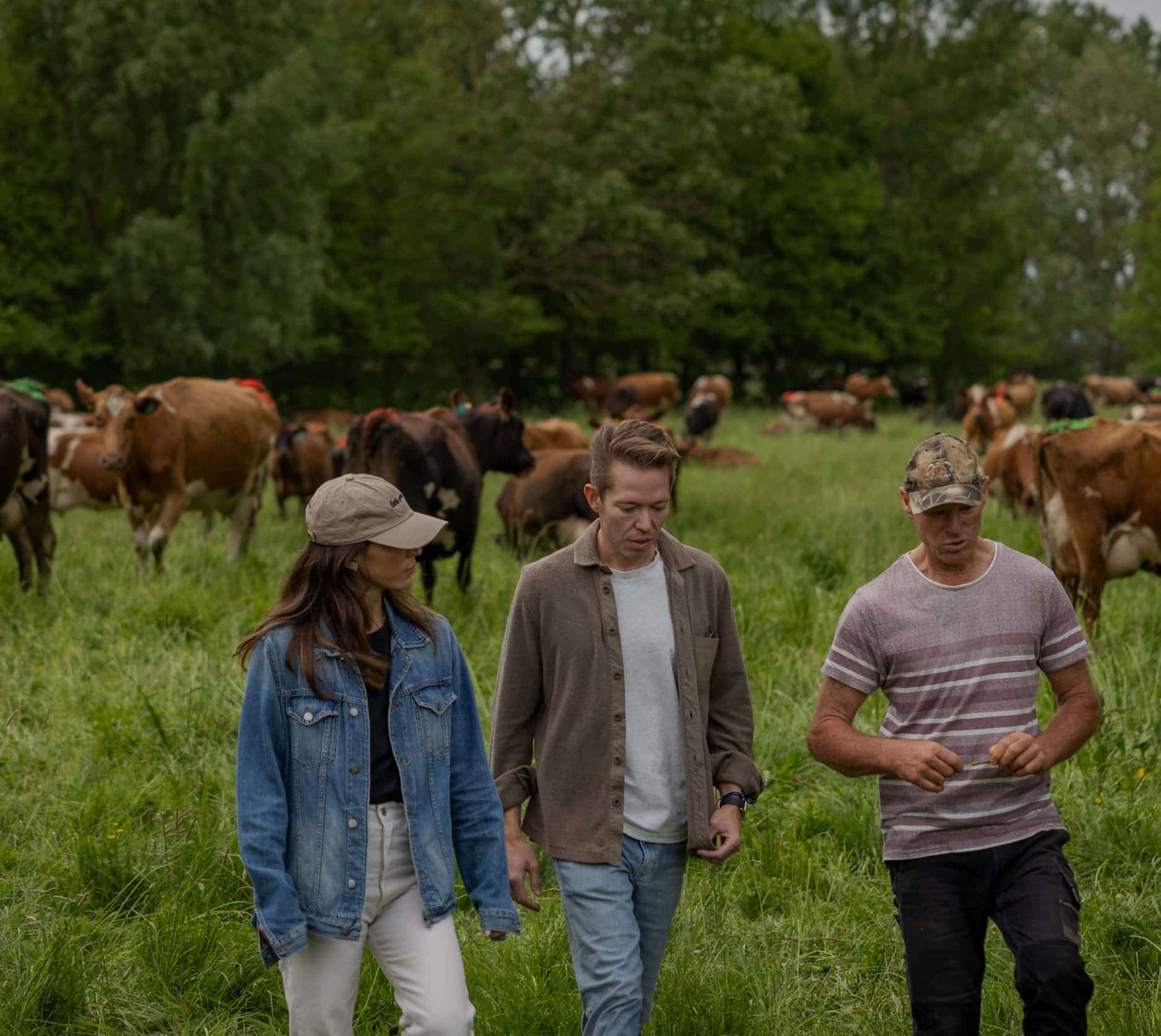 Three people walking through a pasture surrounded by a herd of grazing dairy cows