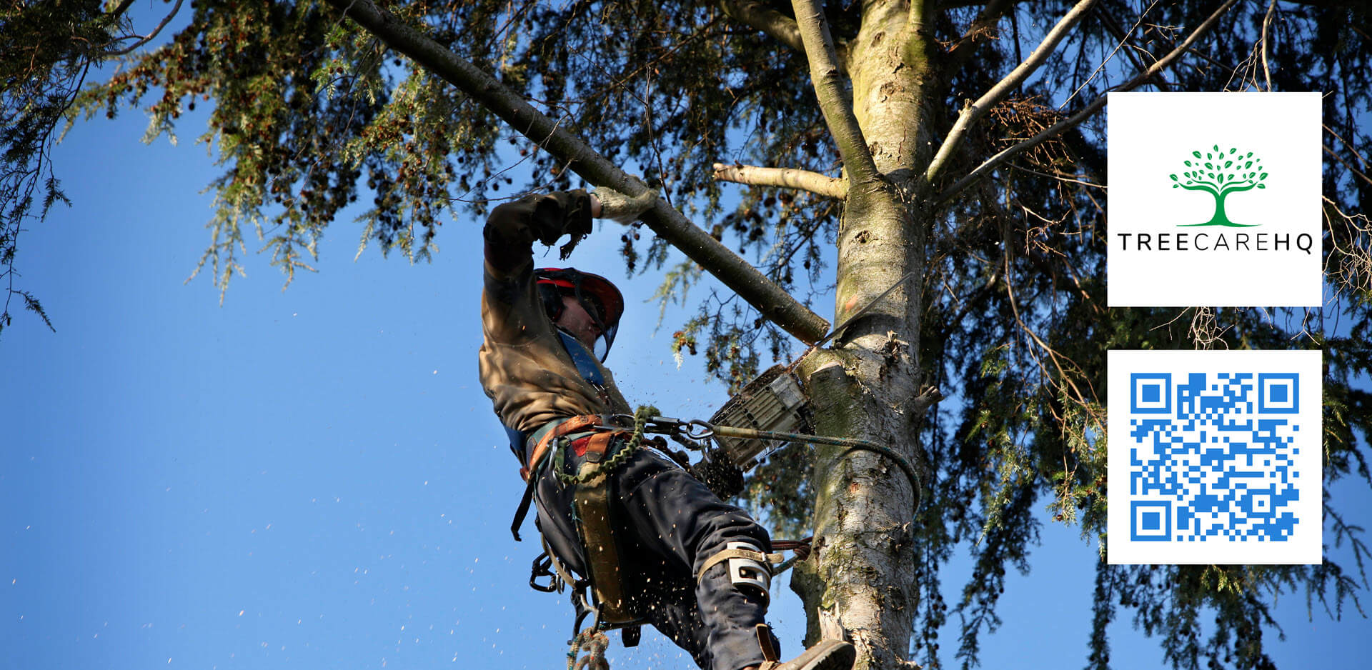 TreeCareHQ Lynn - Tree service - Lynn, Massachusetts