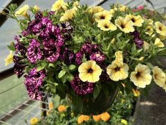 Little Valley Nursery & Landscaping