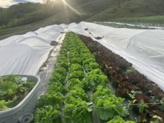 Mountain Roots Farm