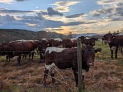 Metcalf Farms