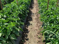 Estrada Farms llc