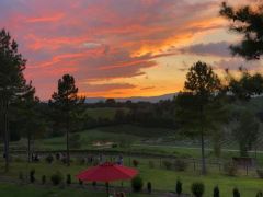 Parker-Binns Vineyard
