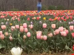 Late Bloomers Flower Farm