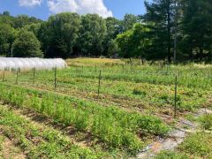 Sunny Hill Harvest