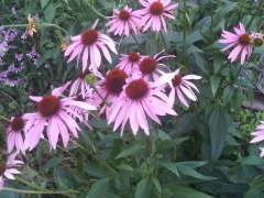 Hogback Ridge Herb Farm