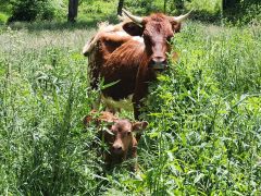 Hoof & Hoe Farm