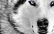 Wolf Hockey Management