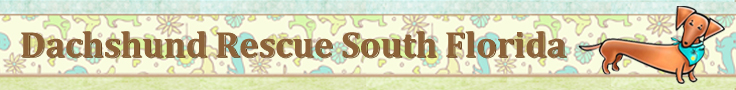 Dachshund Rescue South Florida