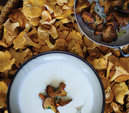 Butter-Blitzed Celery Root and Chanterelle Soup