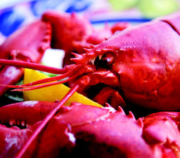 Boiled Lobster