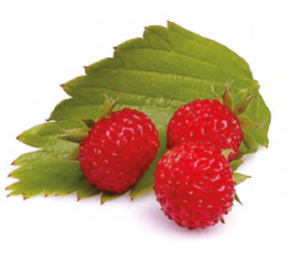 Wild Strawberry Jam