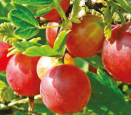 Tart Rhubarb Gooseberry Jam