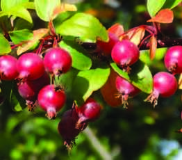 Tangy Crabapple and Chokecherry Jelly