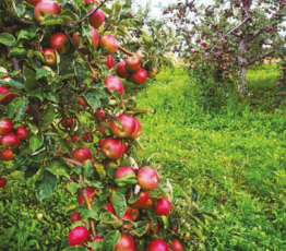 Annapolis Valley Applesauce Bread
