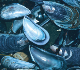 Bisque Mussels