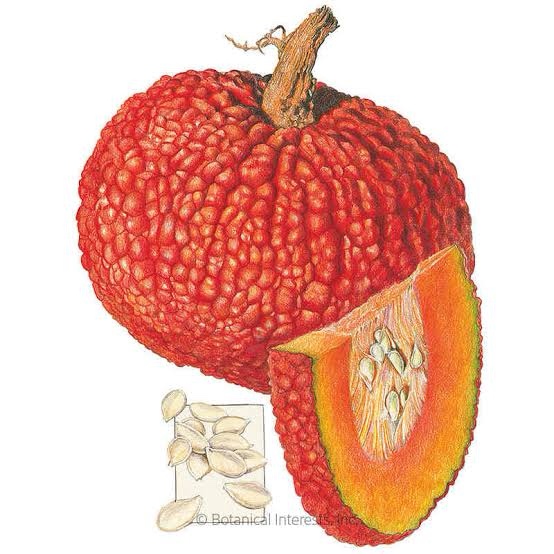 Livingston Pumpkin Red Warty Thing Seed