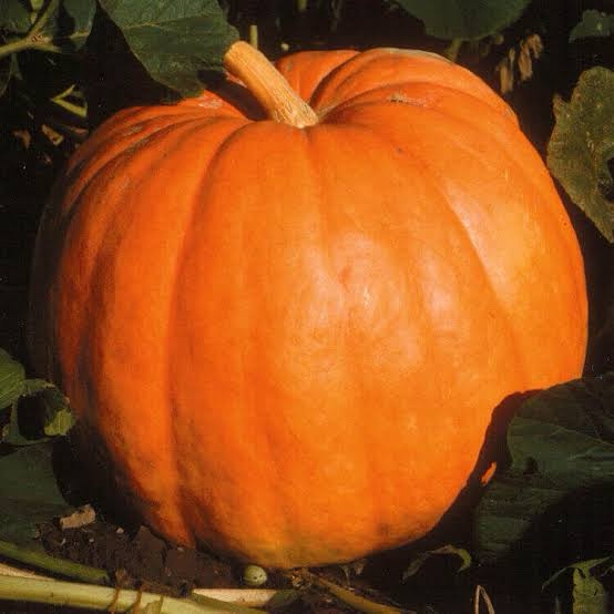 Livingston Pumpkin Big Max Giant Seeds