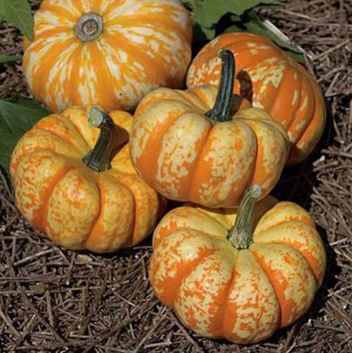 Livingston Pumpkin Hooligan F1