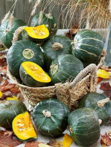 Livingston Squash Buttercup