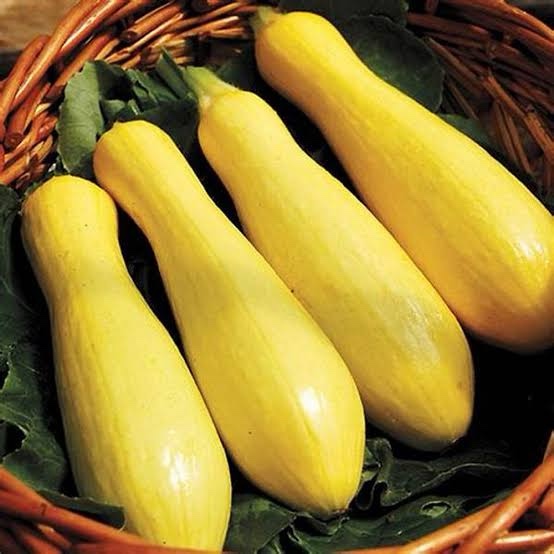 Livingston Squash Early Prolific Straightneck 