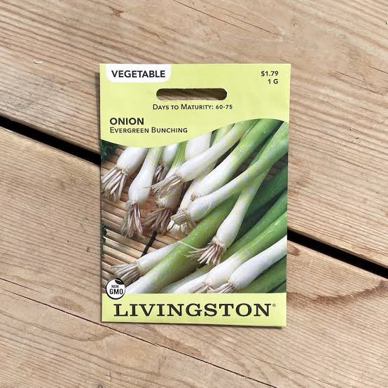 Livingston Onion Evergreen Bunching