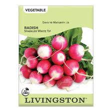 Livingston Radish Sparkler White Tip