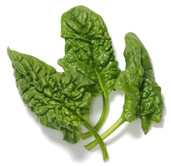 Livingston Spinach Bloomsdale