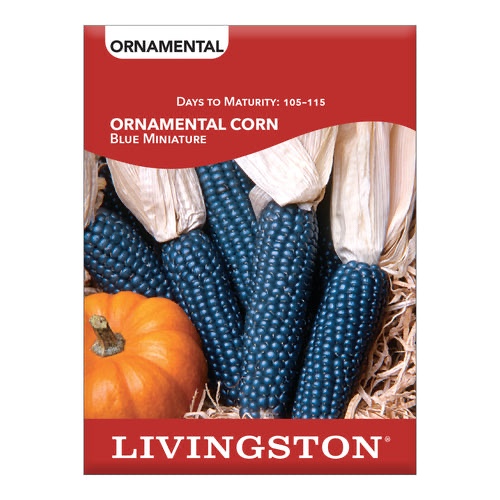 Livingston Ornamental Corn Blue Miniature