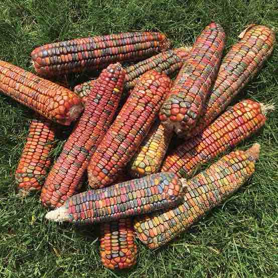 Livingston Ornamental Corn Earth Tones Dent