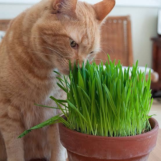 Livingston Cat Grass Oat Grass