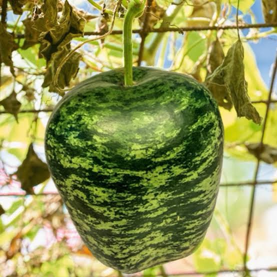 Livingston Squash Apple Gourd 