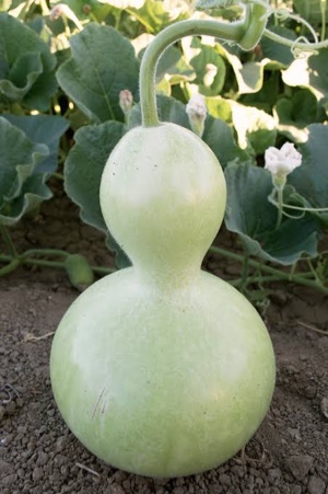 Livingston Giant Bottle Gourd