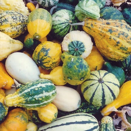 Livingston Ornamental Gourds Small