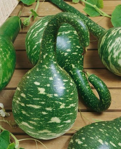 Livingston Swan Gourds