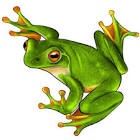 Small Wooden Puzzles , Size A5 Frog