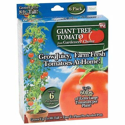 Giant Tree Tomato from Gardeners Choice 6 pre seeded pots
