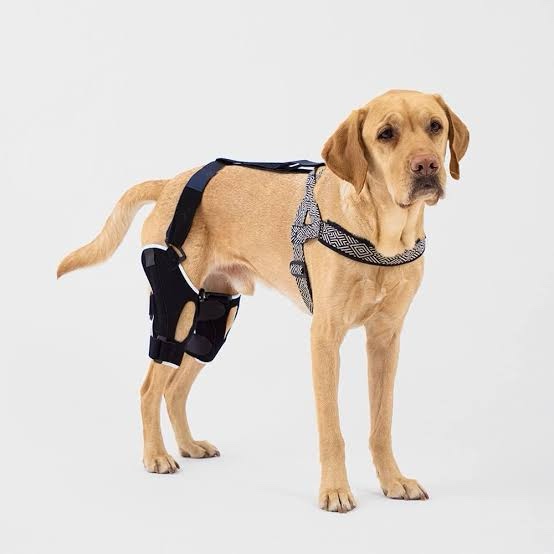 Poveo splinted Dog Knee Brace with Patella Tracker - Neoprene Canine Stifle Support for Dogs with Flexible Support, Torn ACL, Patella Luxation, osteoarthritis, limping from Joint Pain, Hip dysplasia (Right knee, 3XL)