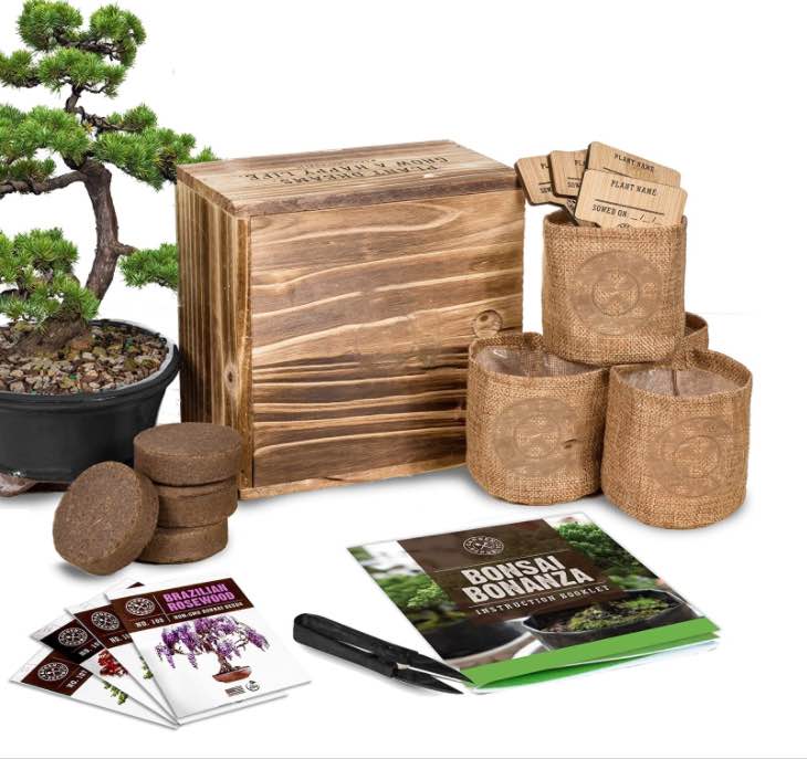 Bonsai Tree Starter Kit - Mini Bonsai Plant Growing Kit 4 Types Trees
