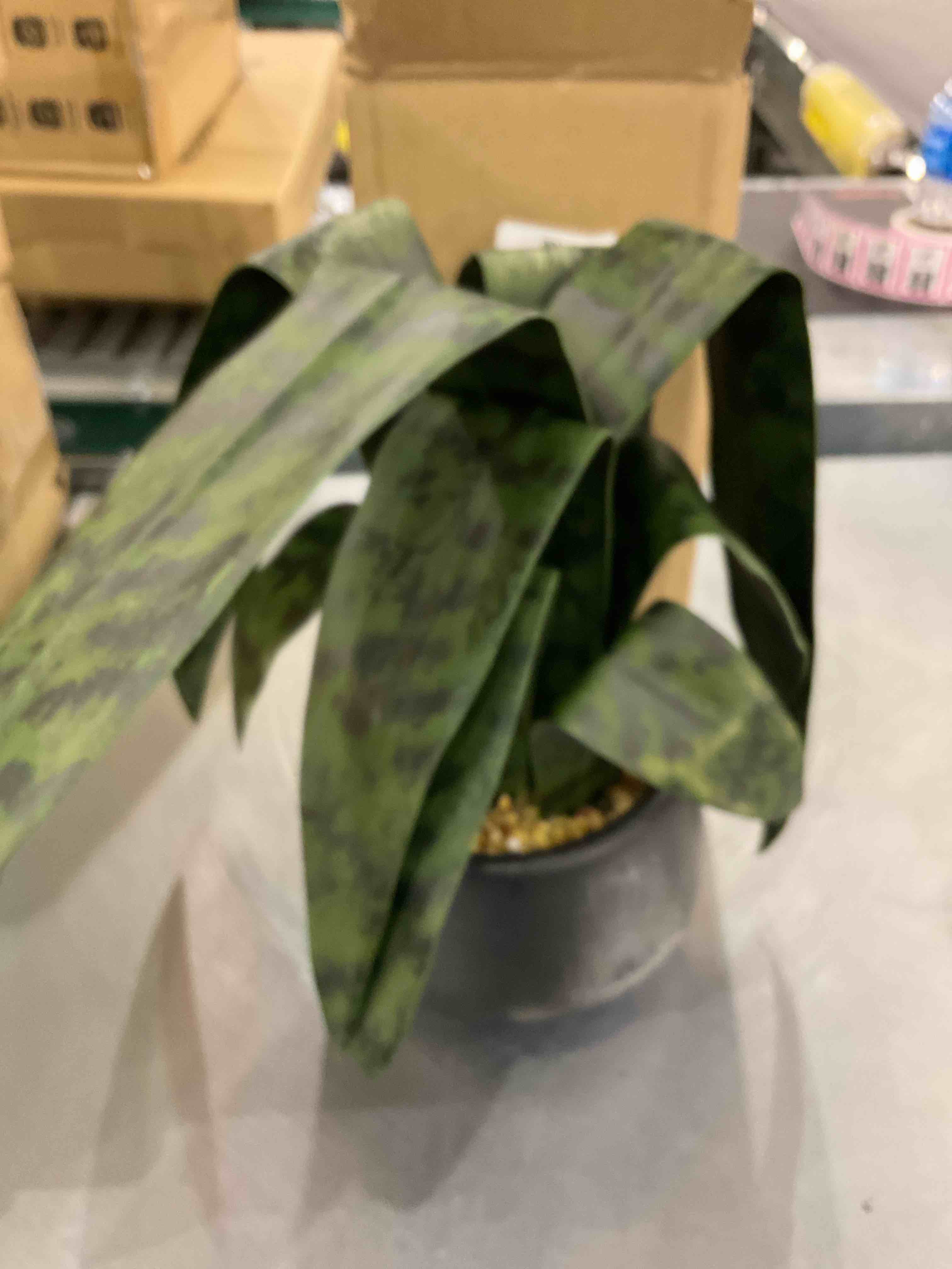 https://s3.amazonaws.com/lotting-images-prod/BargainHunt/EXS01184908_1709646686866.jpeg
