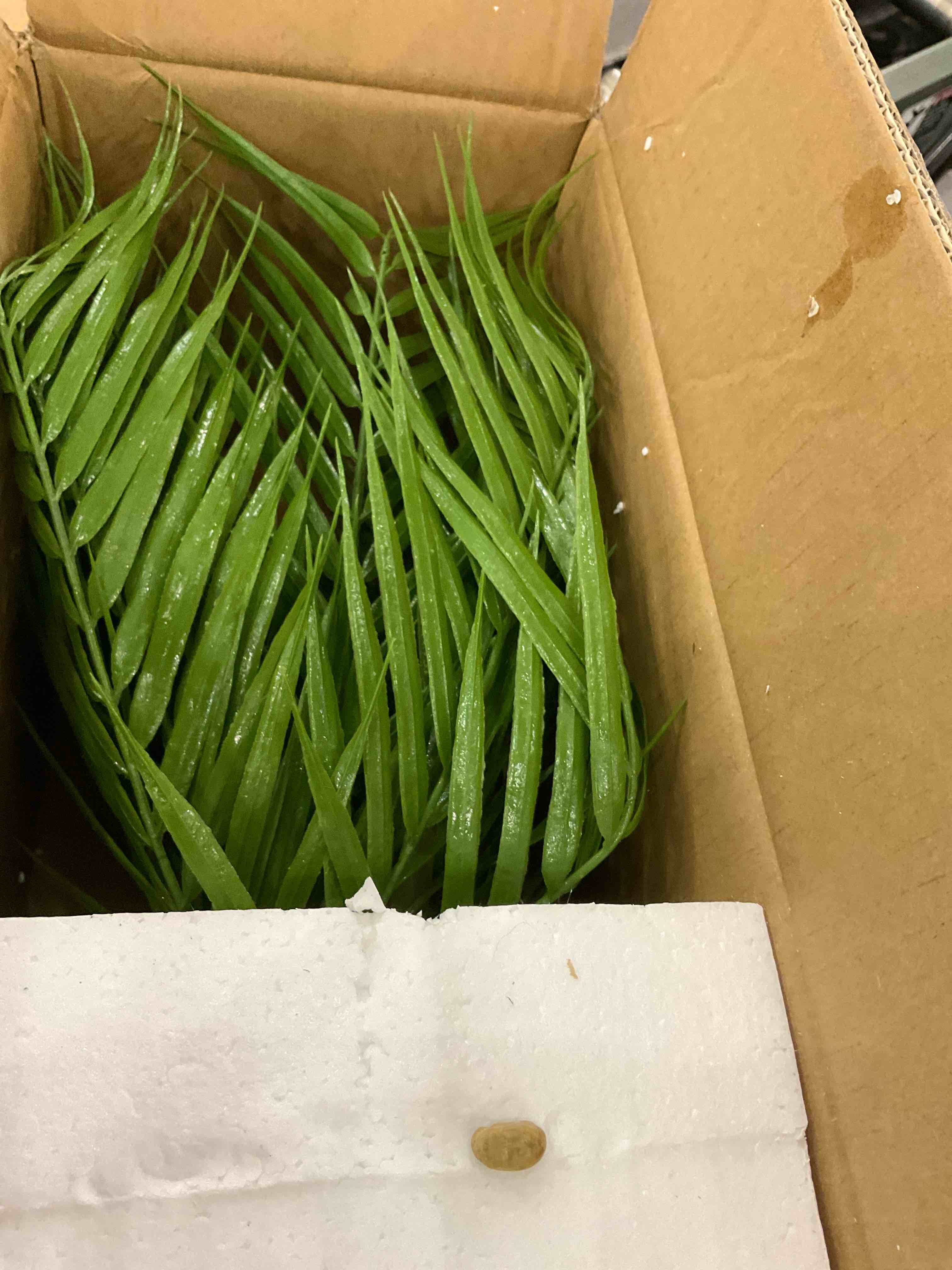 Hollyone Large Artificial Potted Plants Fake Palm Plants 19" Faux Green Plant Plastic Tropical Palm Tree in White Ceramic Pots Bohemian for Home Room Office House Indoor Decoration