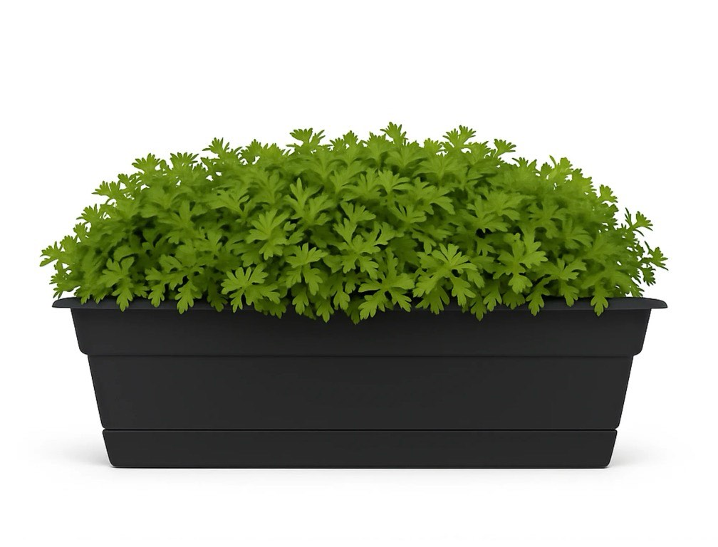 bloem 30-in wide dura cotta resin window box planter - black