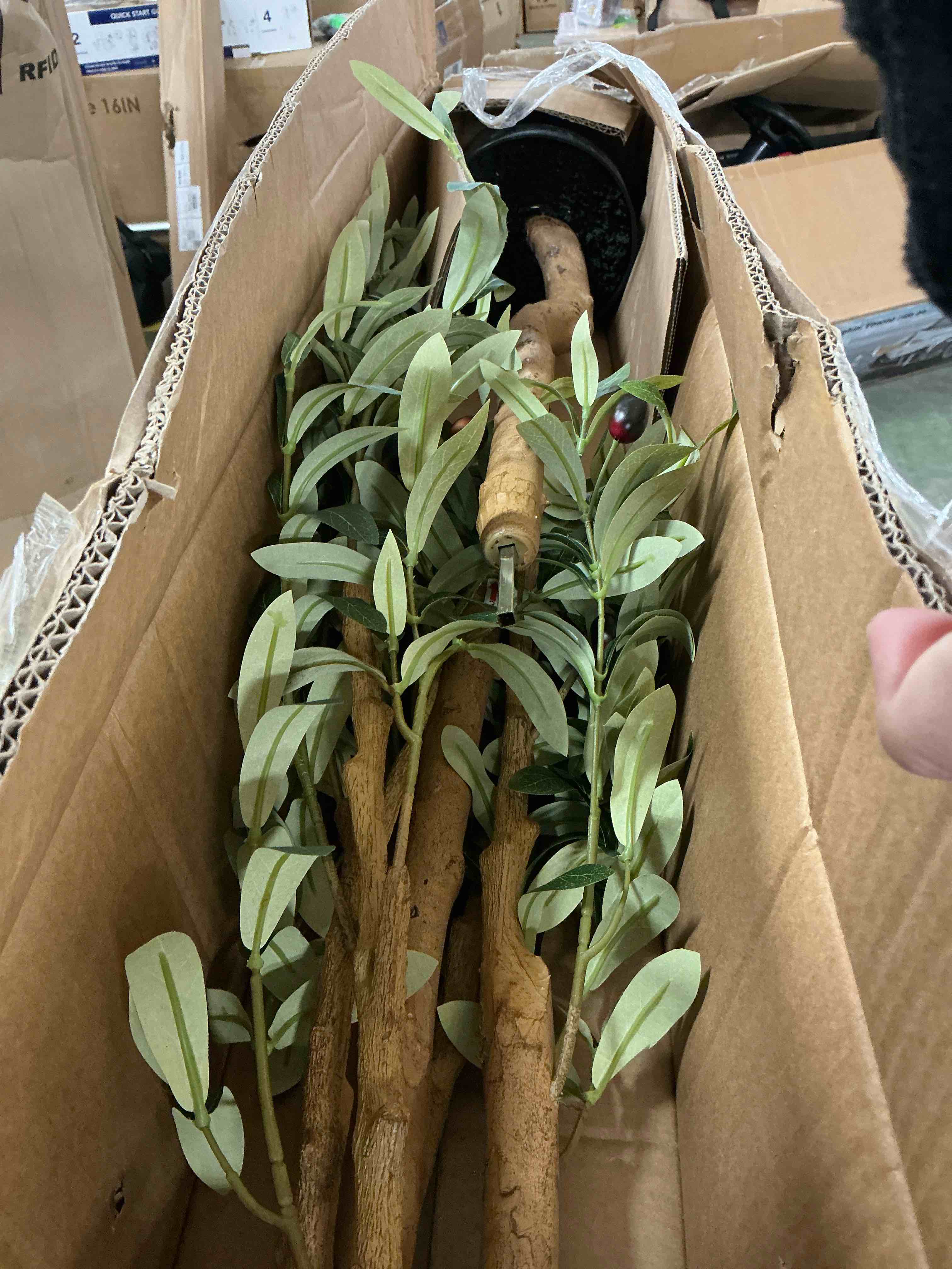Condition photo showing As Is for DR.Planzen 6ft Artificial Olive Tree Indoor, Tall Faux Olive Tree, Artificial Plants with Natural Wood Trunk and Lifelike Fruits for Home Office Decor 6ft 