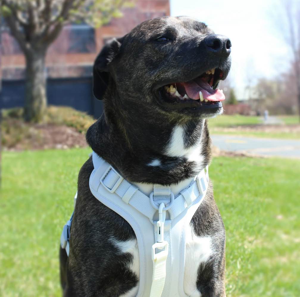 Vibrant Life Neoprene Comfort Control Monochrome Harness, Gray, XS