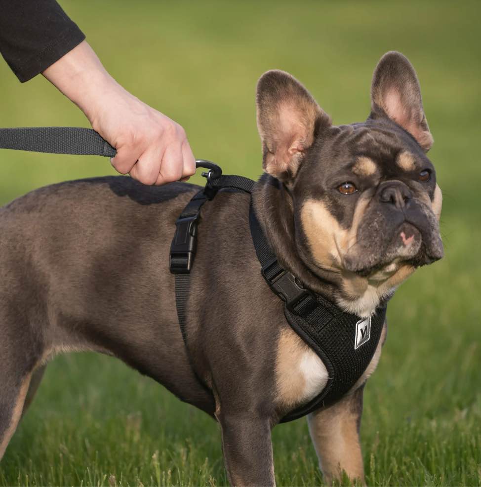 vibrant life  dog harness  mesh adjustable  reflective dog walking pet harness  black  size small