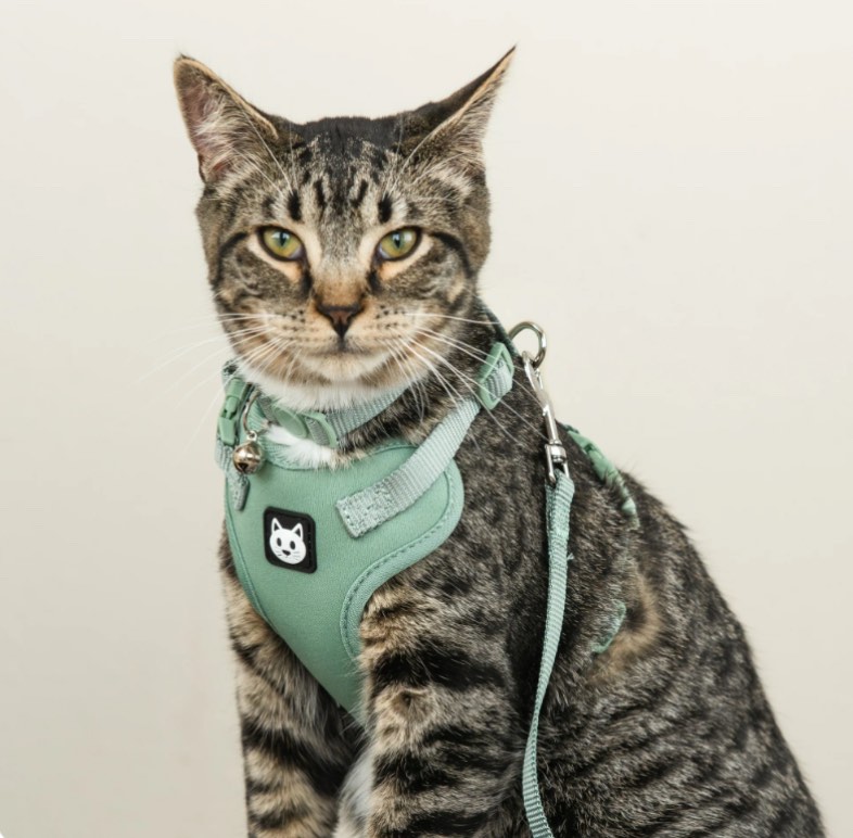 Vibrant Life Cat Harness & Leash Set, Solid Sage, One Size Fits Most