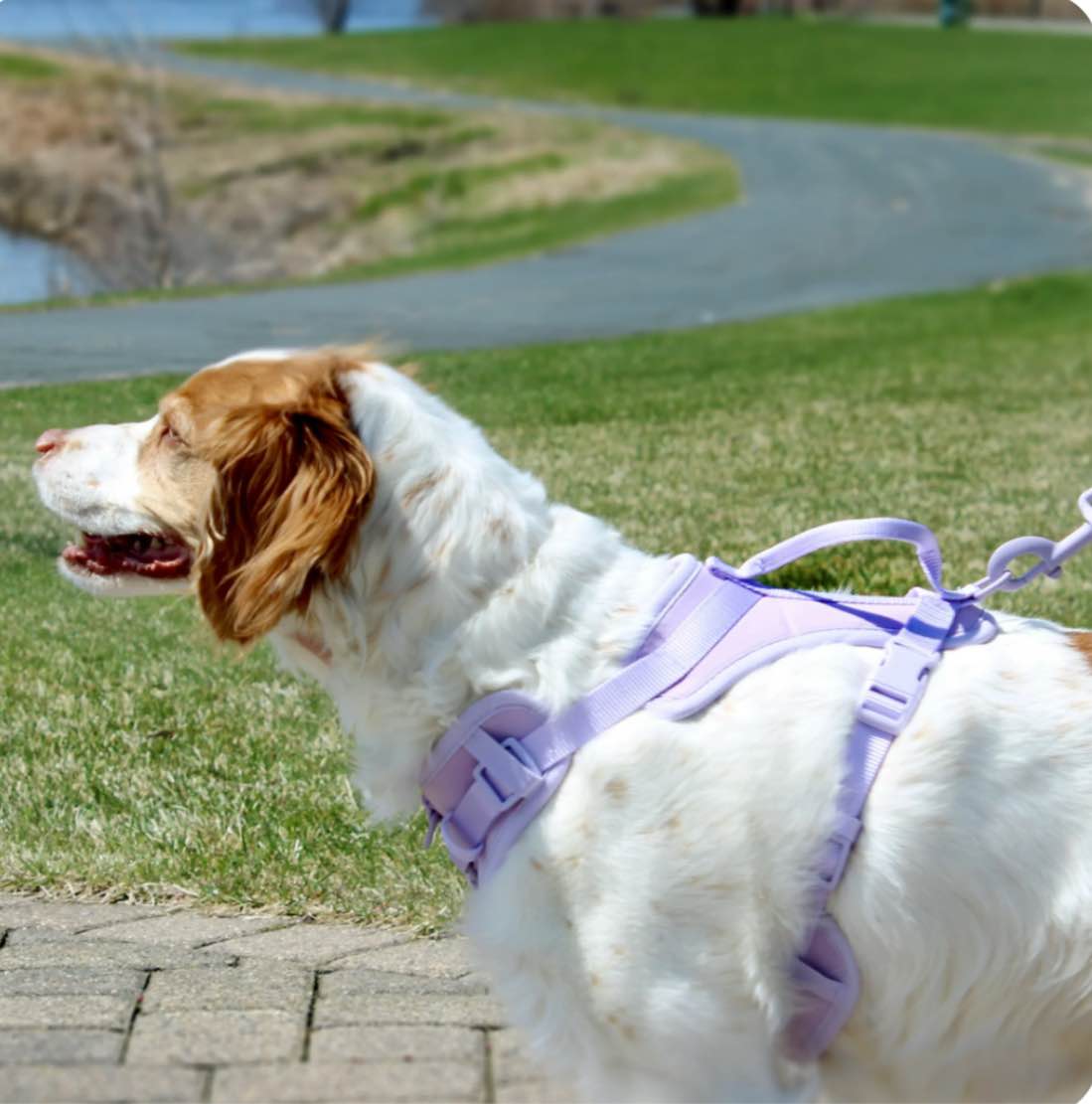 Vibrant Life Neoprene Comfort Control Monochrome Harness, Lavender, Small